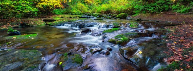 Foto rivier in de canadese natuur regenwoud bomen in het bos