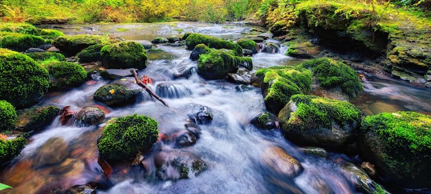 Rivier in de Canadese natuur regenwoud bomen in het bos