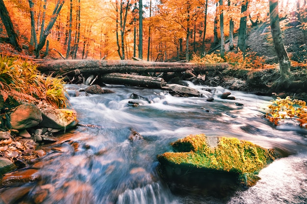 Rivier in de herfst bos