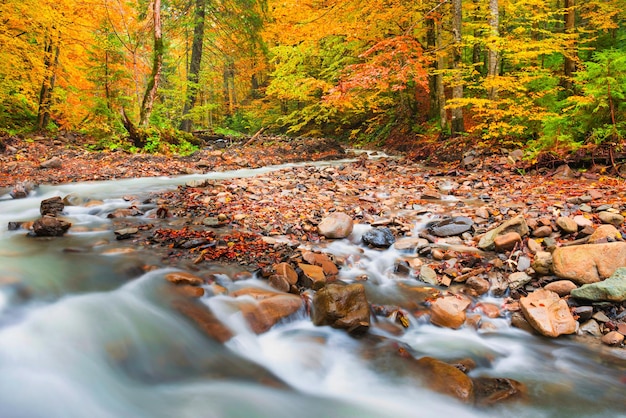 Rivier in herfstbos