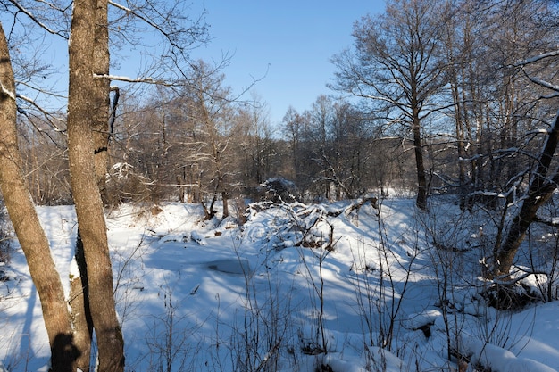 Rivier in het bos in de winter