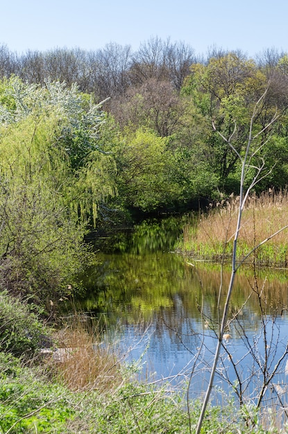 Rivier in het bos. Vroege lente seizoen