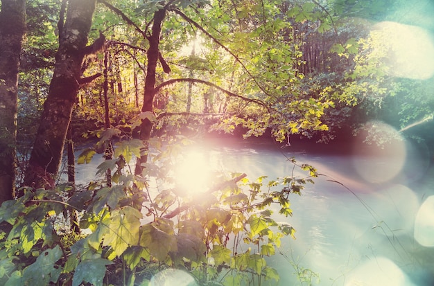 Rivier in het bos