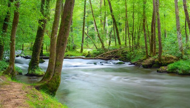 rivier in het bos