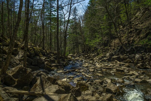 rivier in het bos