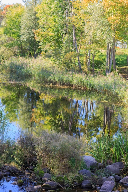 Rivier in het bos