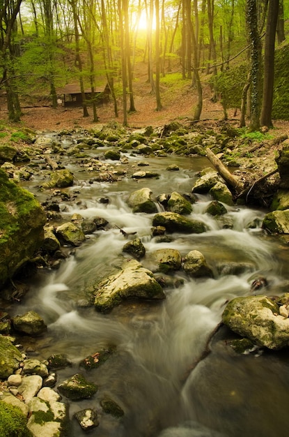 Rivier in het bos