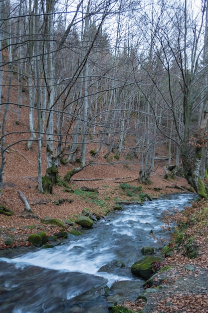 Rivier in het herfstbos