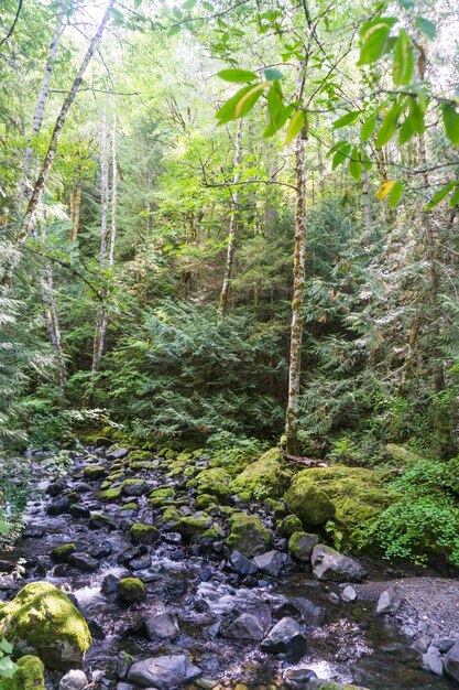 Rivier in Olympic National Forest, staat Washington, VS