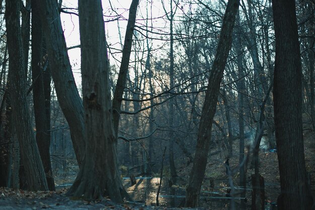 Rivier in sombere boslandschapsfoto