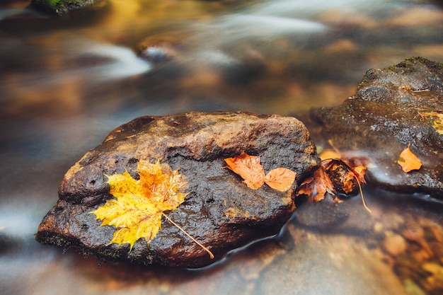 Rivier kamenice in de herfst, boheems zwitserland