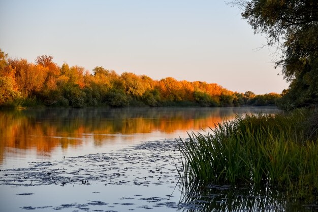 Rivier met gele bomen. Herfst. Natuur.