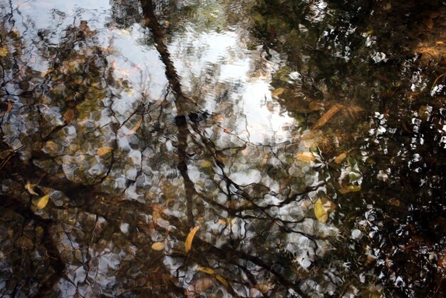 Foto rivier natuur zoet water met afgevallen bladeren schaduw boom reflectie natuurlijke organische vreedzaam