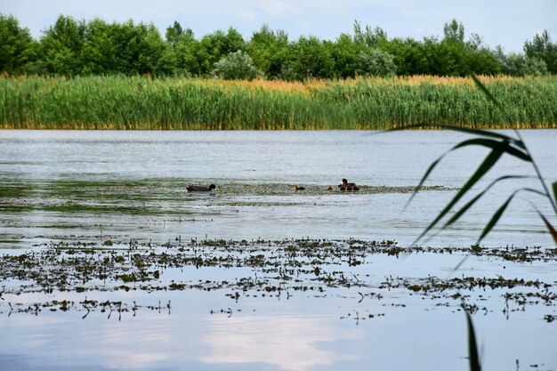 Rivier per landbouwgrond