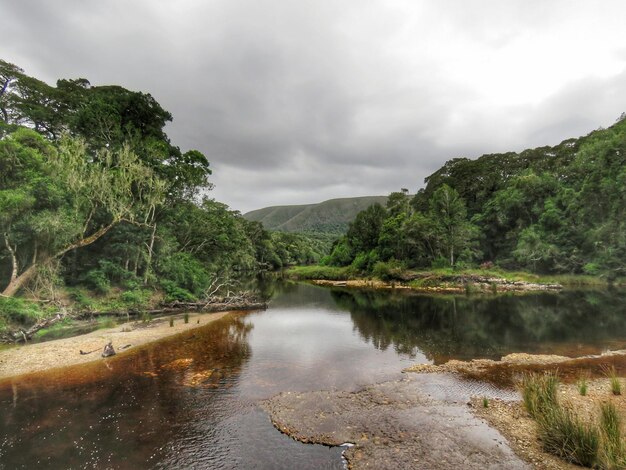 Foto rivier te midden van bomen in het bos tegen de lucht