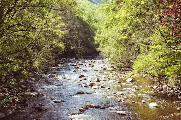 Rivier te midden van bomen op een zonnige dag
