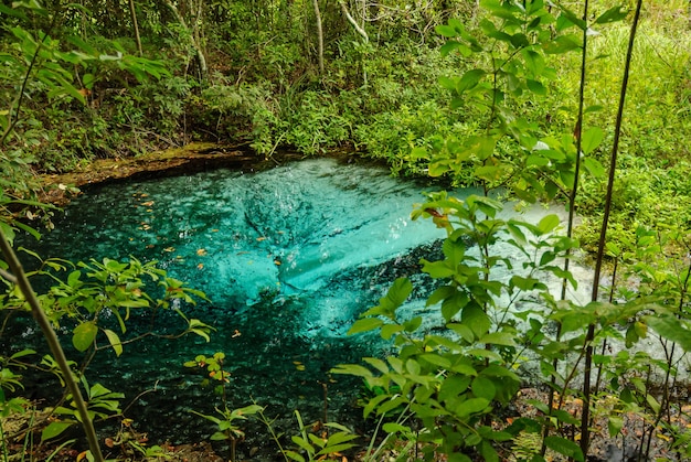 Rivierbron met turkoois water in het regenwoud in Bonito Mato Grosso do Sul Brazil