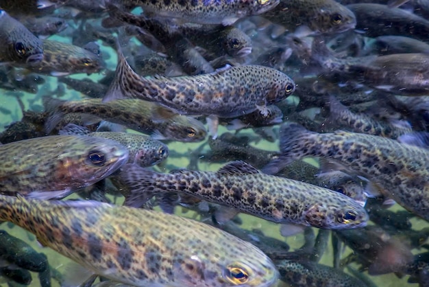 Rivierforel zwemt onder water, forel onderwaterscène, forelkwekerij