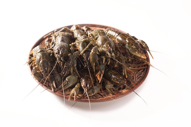 Rivierkreeften leven op een schotel geïsoleerd op een witte achtergrond. Rauwe langoesten. Verse zeevruchten snack.