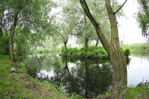 Rivierlandschap close-up