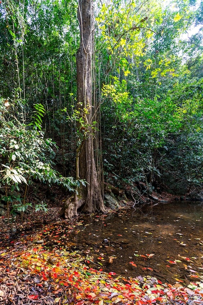 Rivieroeverbos in het bos van thailand