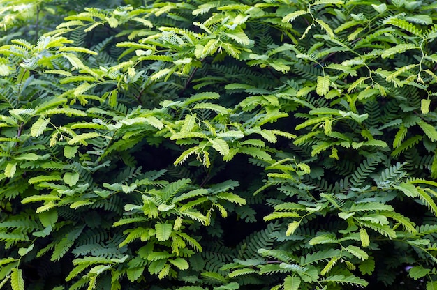 Riviertamarinde Leucaena leucocephala groene bladeren voor natuurlijke achtergrond