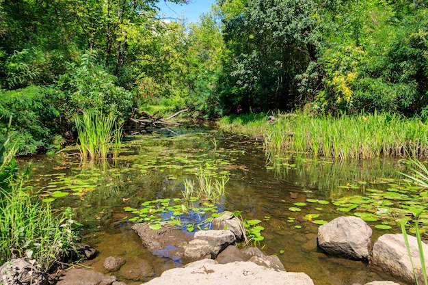 Riviertje in groen bos in de zomer