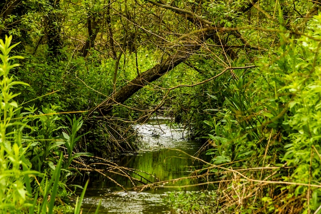 Riviertje tussen de vegetatie in de stad banyeres de mariola, vinalopã³ rivier, alicante.