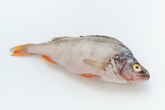 riviervissen op een witte achtergrond baars op een witte achtergrond