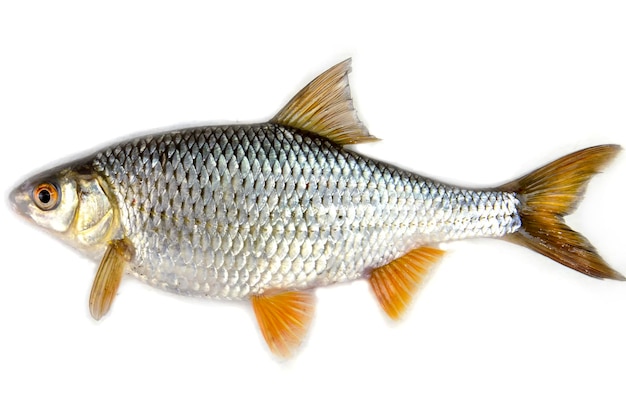 Плотва рыба, изолированные на белом фоне | Премиум Фото