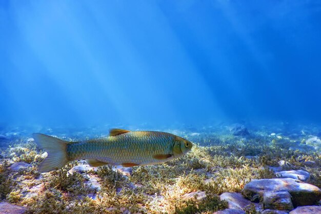 Photo roach fish in natural habitat freshwater fish underwater