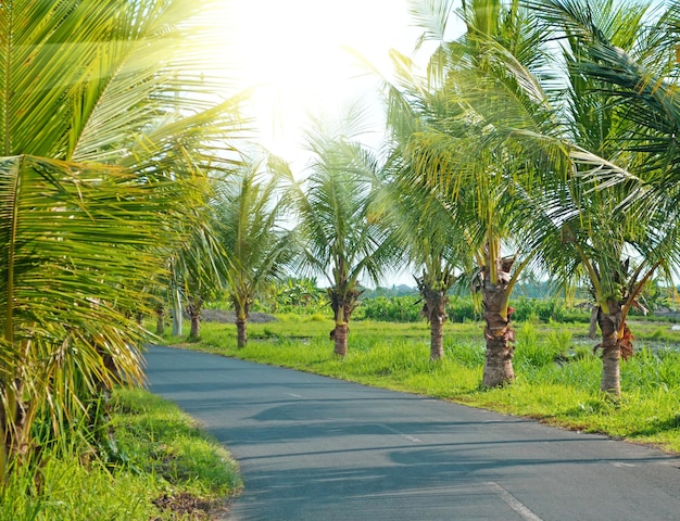 Road along the palm trees of the tropics sunlight through the forest.