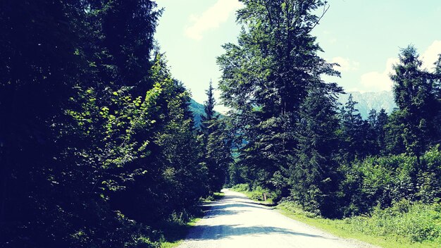 Foto strada lungo gli alberi