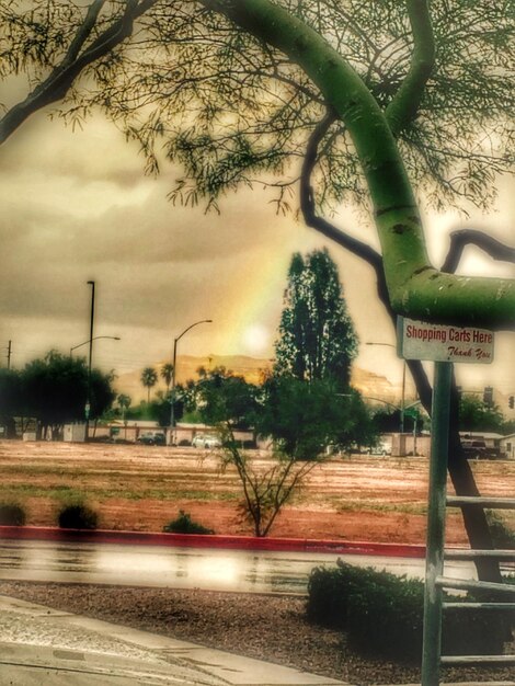 Foto strada lungo gli alberi