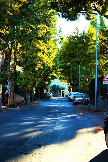 Road along trees