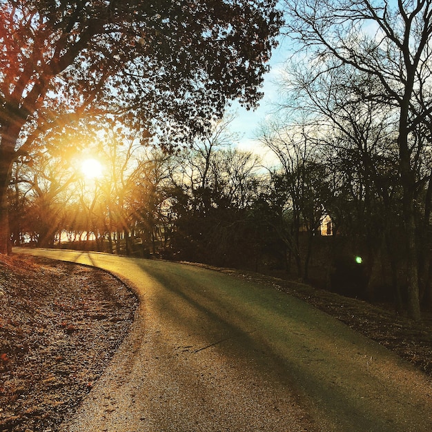 Foto strada lungo gli alberi