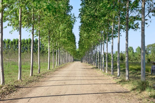 Road along with windbreak