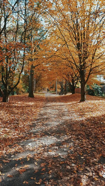 Фото Дорога среди осенних деревьев и листьев