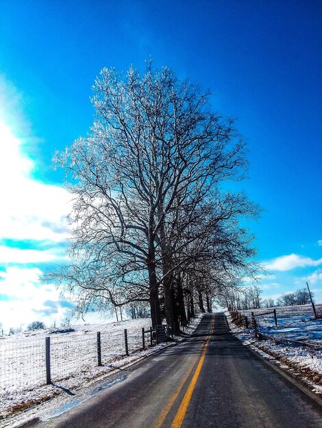 Road amidst bare trees against clear blue sky