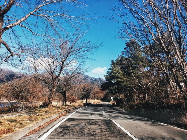 Road amidst bare trees against clear sky