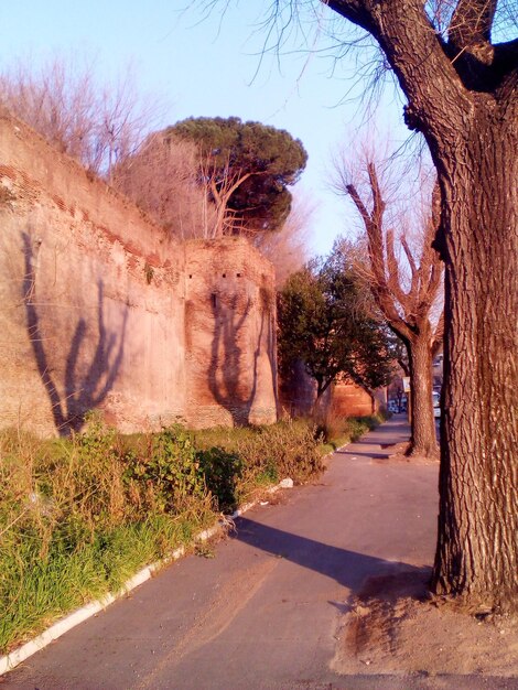 Photo road amidst bare trees against sky