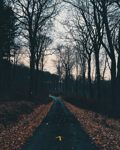 Road amidst bare trees during autumn