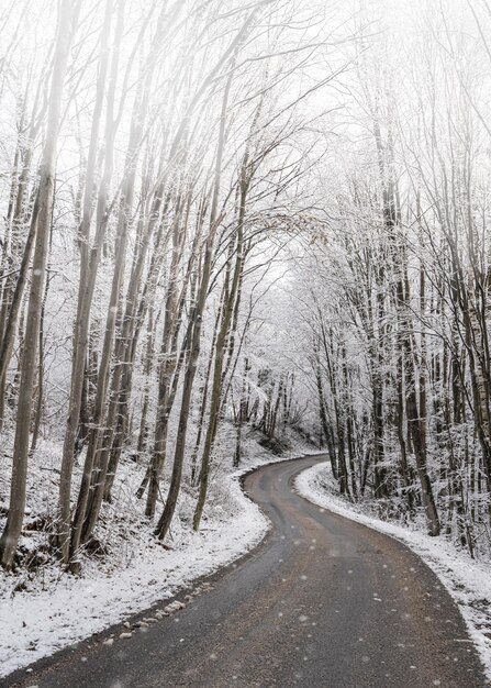 Foto strada in mezzo ad alberi nudi nella foresta durante l'inverno