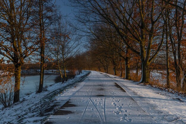 Foto strada in mezzo agli alberi nudi