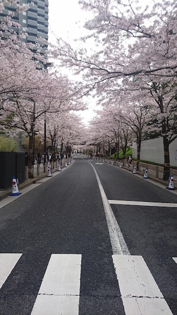 Foto strada in mezzo agli alberi di ciliegio in città