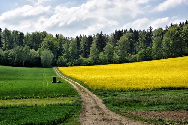 Road amidst field against sky