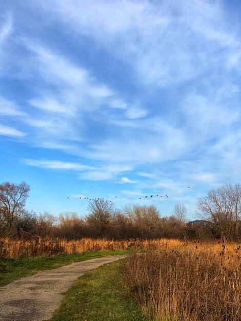 Road amidst field against sky