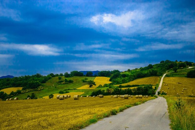 Road amidst fields