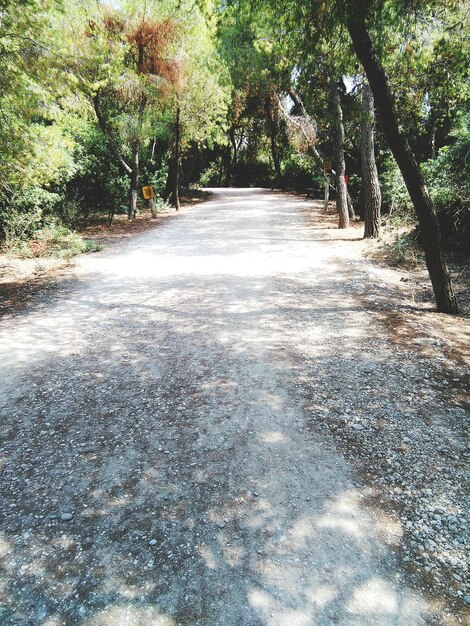 Foto la strada in mezzo alla foresta