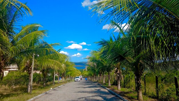 Road amidst palm trees against blue sky